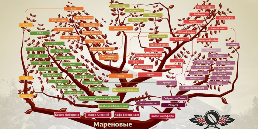 Разновидности кофе